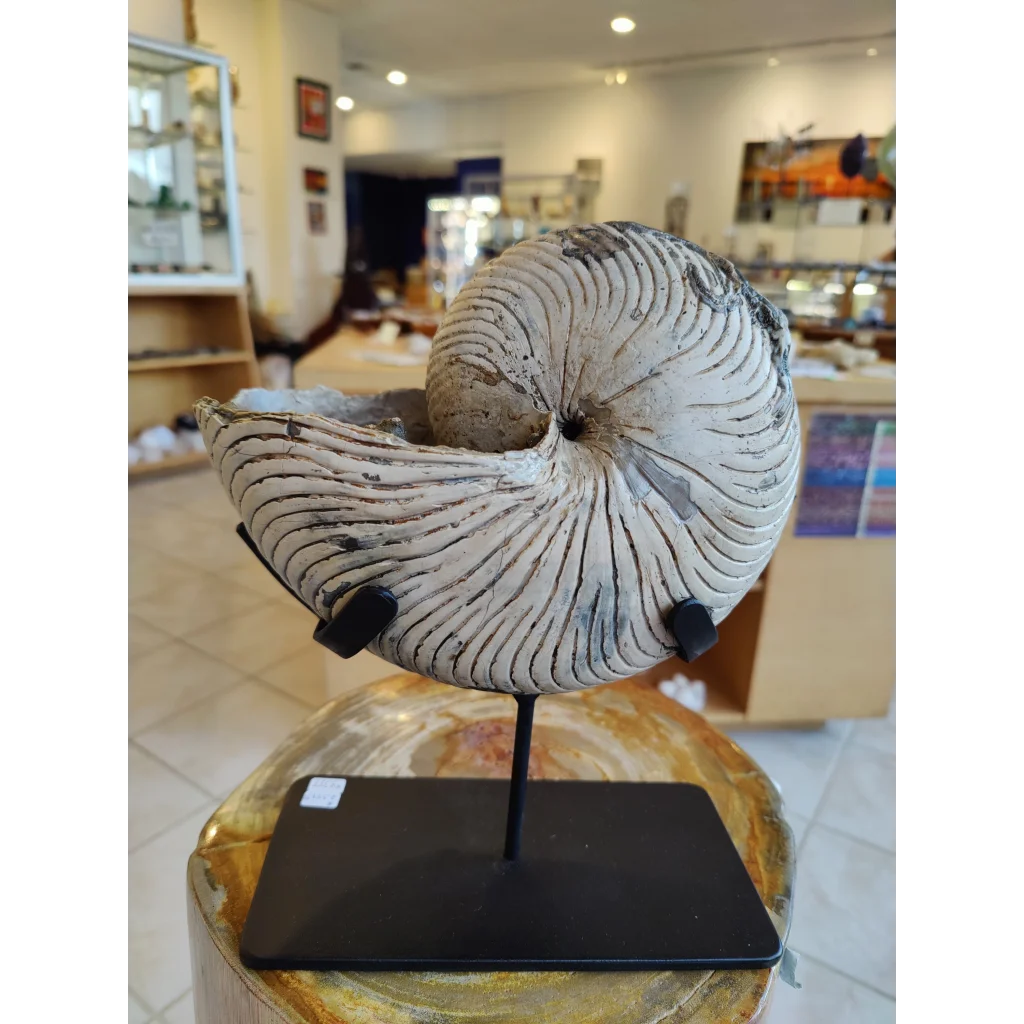 Nautiloid fossil with display stand early Cretaceous from Madagascar