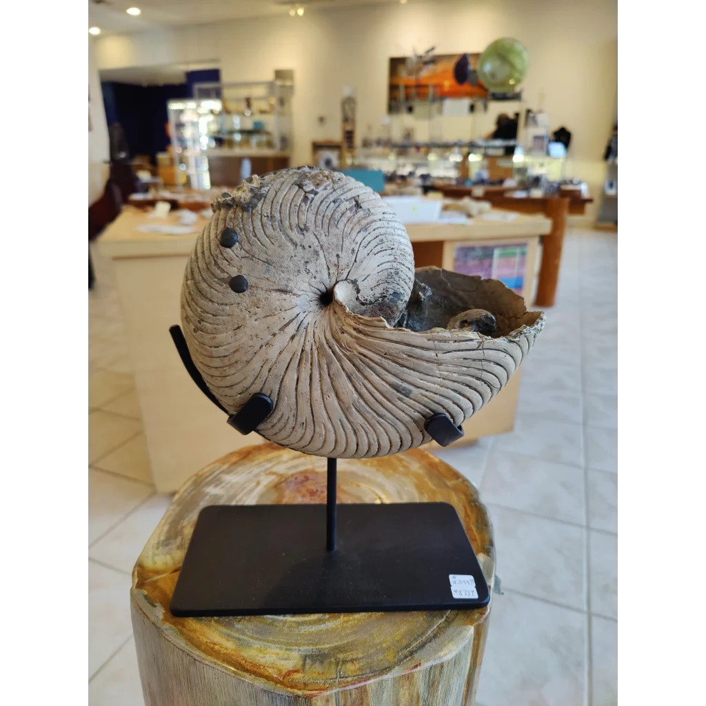 Nautiloid fossil with display stand early Cretaceous from Madagascar