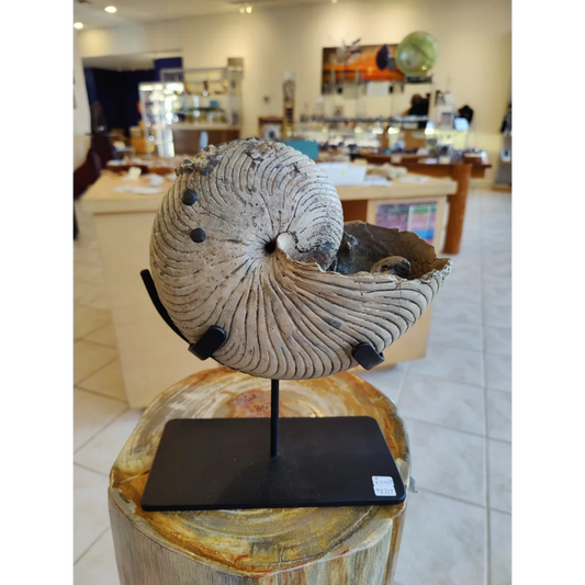 Nautiloid fossil with display stand early Cretaceous from Madagascar