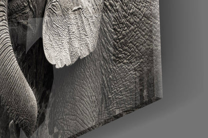 Close-up detail of textured elephant skin on glass wall art, monochromatic gray tones with directional lighting creating shadow and depth.