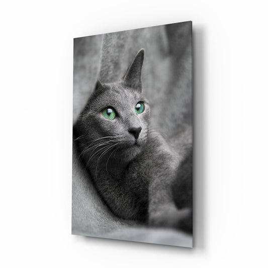 Gray cat with striking green eyes on black and white glass panel, angled three-quarter view.