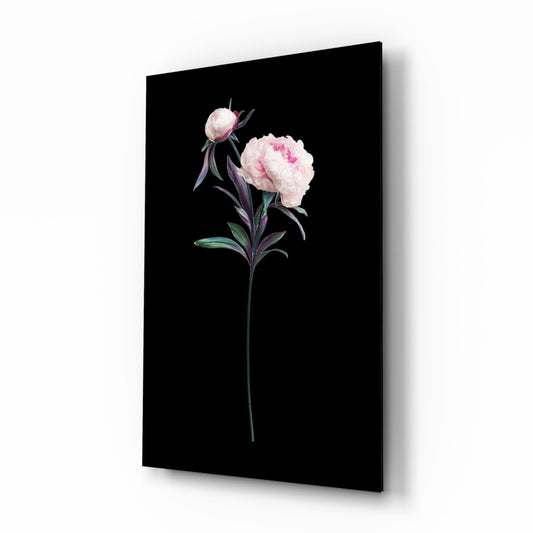 Angled product view of glass wall art displaying a pink peony with bud on black background, mounted on white wall.