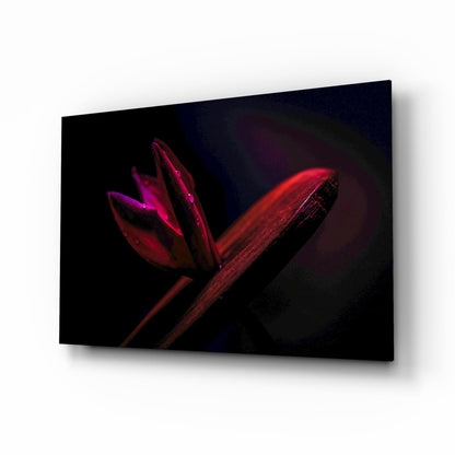 Crimson Flower Bud Dark Macro Glass Wall Art