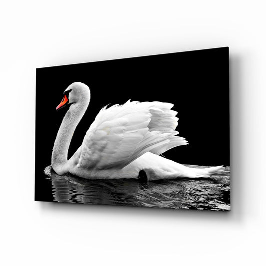 White swan with red beak on black water background displayed as a glass wall art panel with shadow effect.