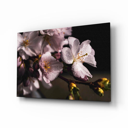 Pink cherry blossoms covered in water droplets displayed on a glass panel against a dark background, shown at an angle.