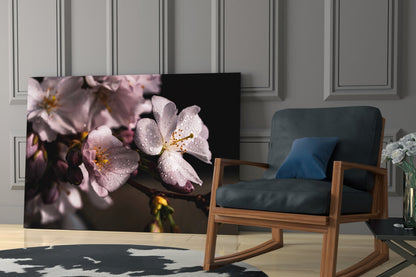 Dewdrop Pink Cherry Blossoms Glass Wall Art