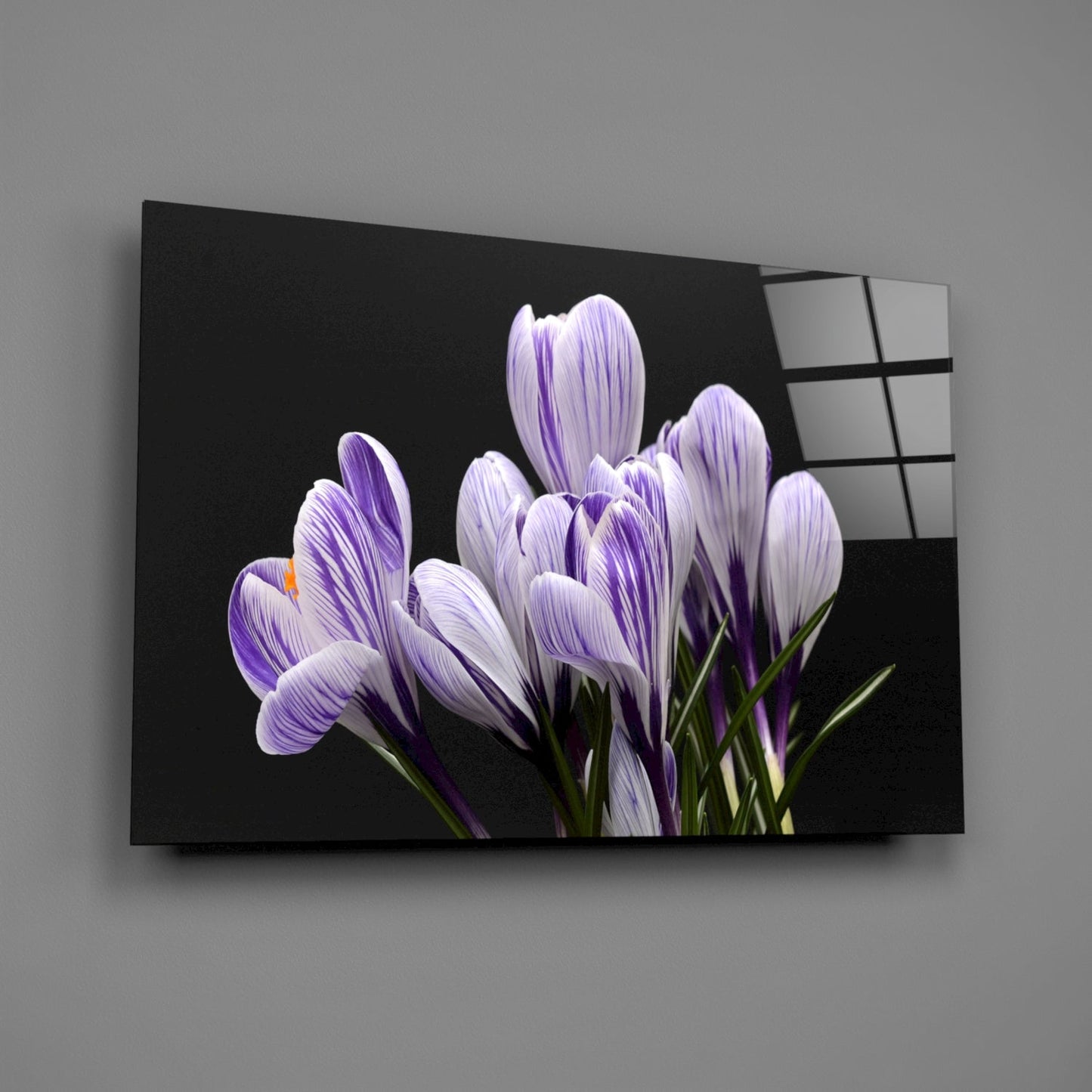 Purple and white striped crocus flowers on black background displayed on angled glass wall art panel.