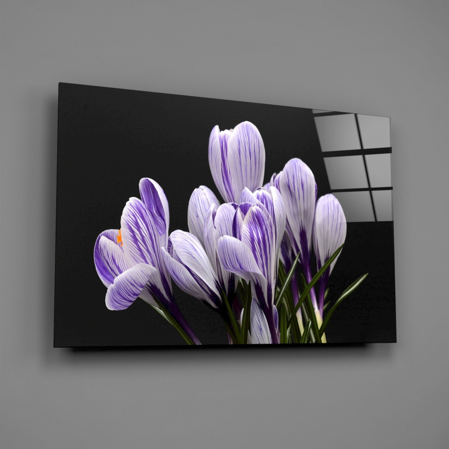 Purple and white striped crocus flowers on black background displayed on angled glass wall art panel.