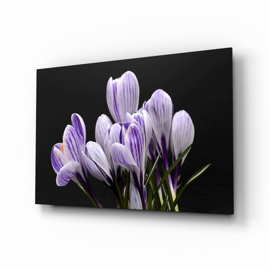 Purple and white striped crocus flowers with green stems displayed on black glass wall art panel against white background.