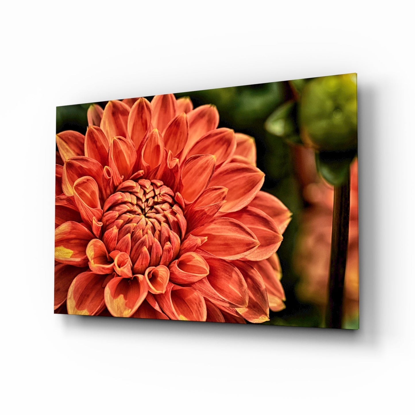 Orange Gerbera flower with layered red and yellow petals displayed on glass wall art with blurred green foliage background.