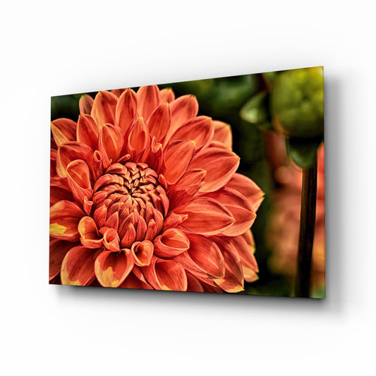 Orange Gerbera flower with layered red and yellow petals displayed on glass wall art with blurred green foliage background.