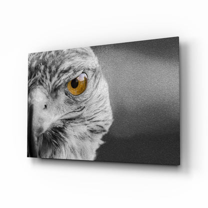 Amber Eye Monochrome Falcon Glass Wall Art