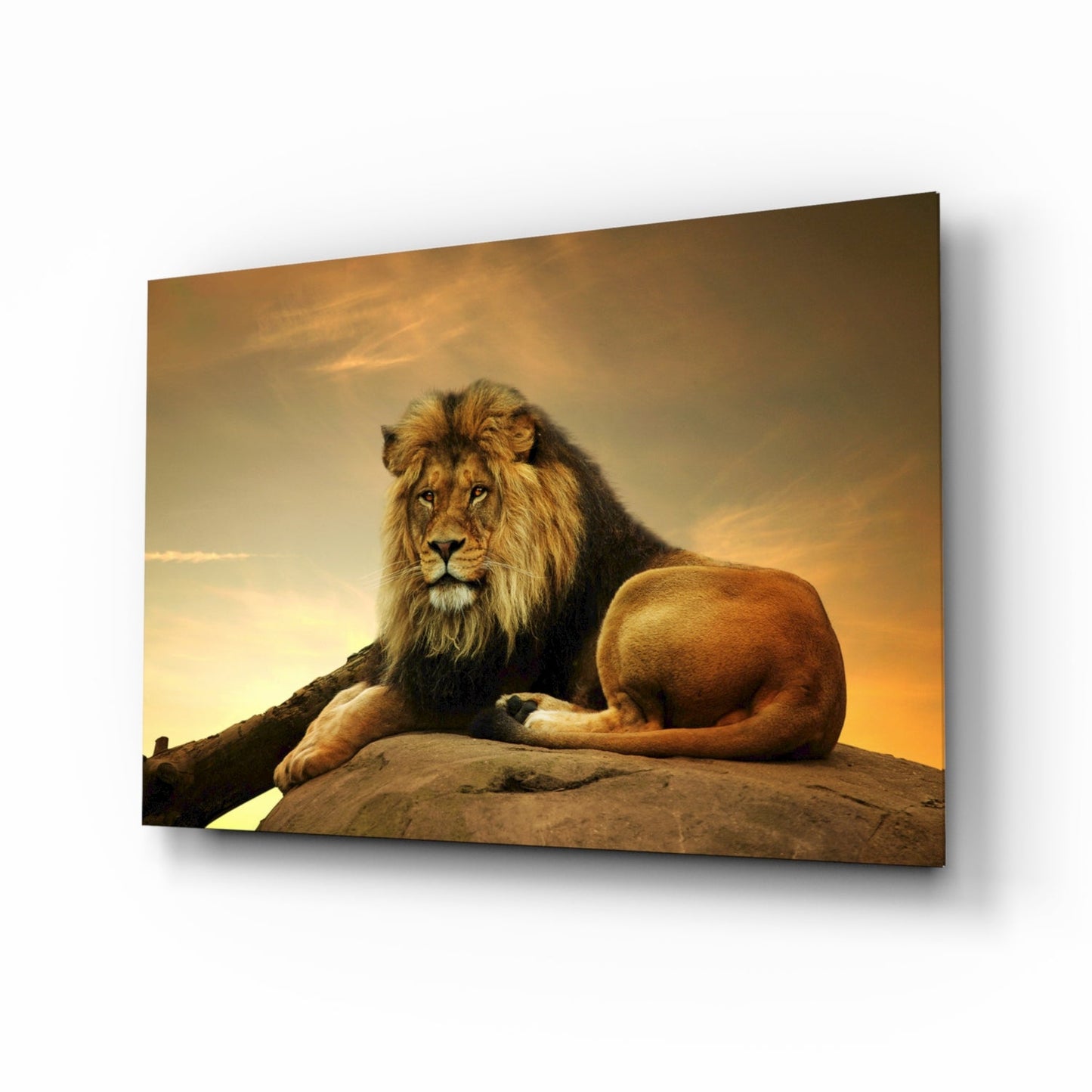 Golden Sunset Resting Lion Glass Wall Art