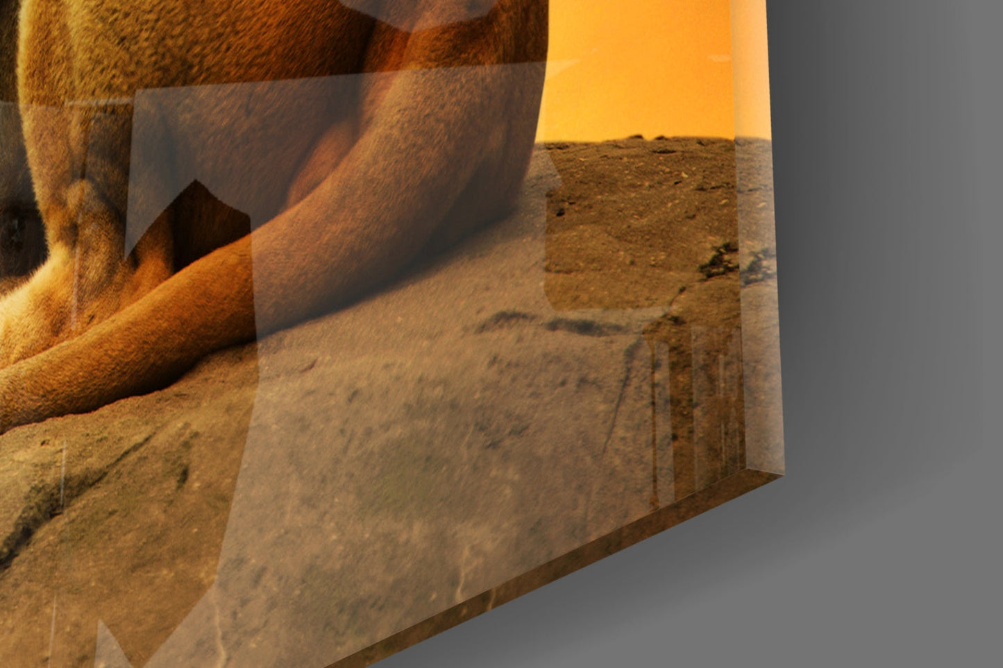 Golden Sunset Resting Lion Glass Wall Art