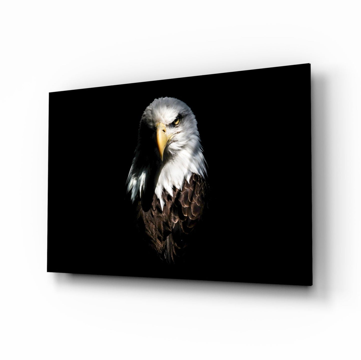 Dark Shadow Bald Eagle Glass Wall Art