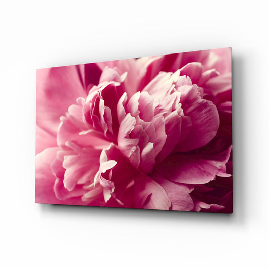 Close-up macro view of vibrant magenta and pink peony petals on glass wall art with soft focus background.