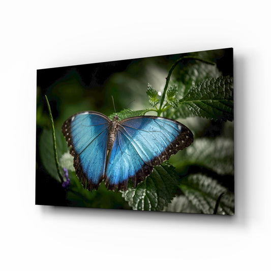 Blue Morpho butterfly with iridescent wings perched on green fern-like foliage against dark blurred background on glass wall art.