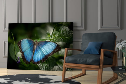 Blue Morpho on Leaves Butterfly Glass Wall Art