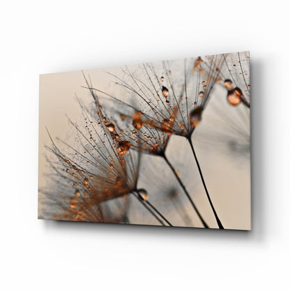 Amber Dewy Dandelion Close Up Glass Wall Art