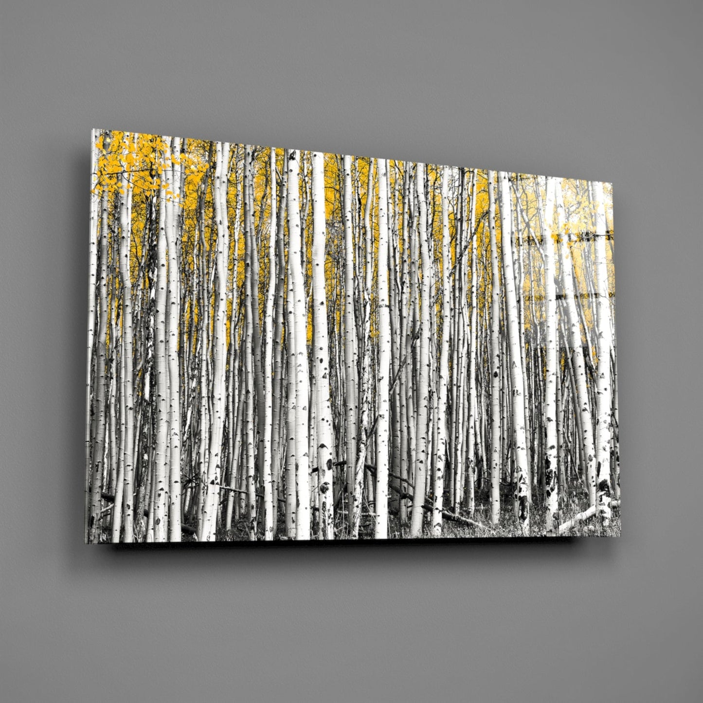 Glass wall art mounted on gray wall displaying dense birch forest with white trunks and golden yellow autumn foliage.
