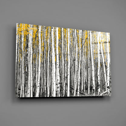 Glass wall art mounted on gray wall displaying dense birch forest with white trunks and golden yellow autumn foliage.