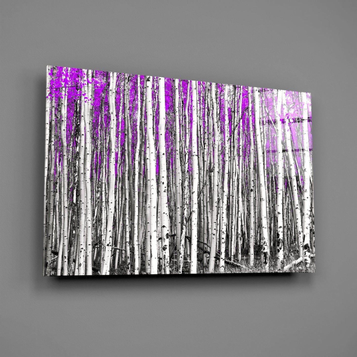 Angled view of glass wall art showing a black and white birch forest with vibrant magenta overlay across the top portion.