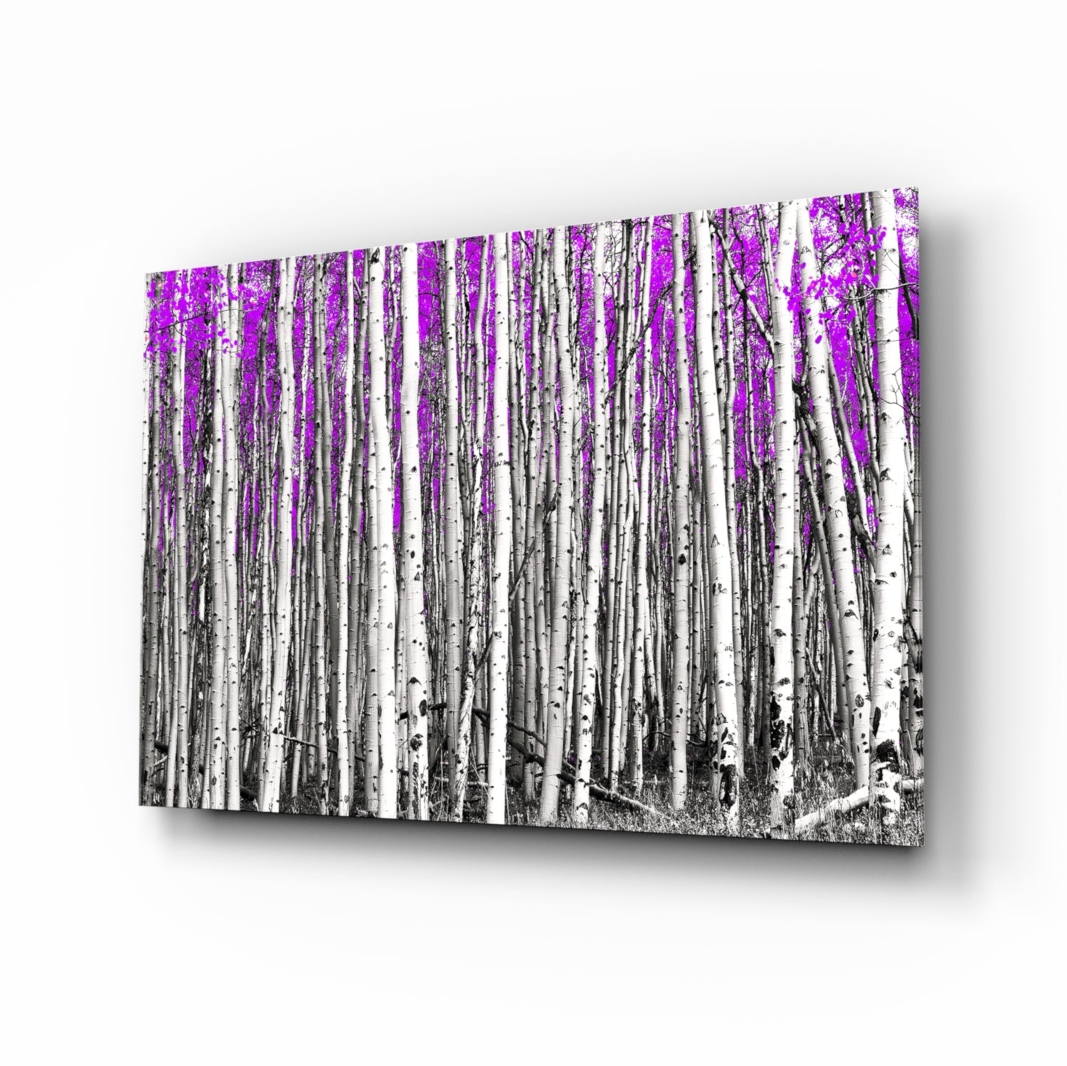 Glass wall art displaying a birch forest with white tree trunks and vibrant magenta foliage against a monochromatic background, angled perspective view.