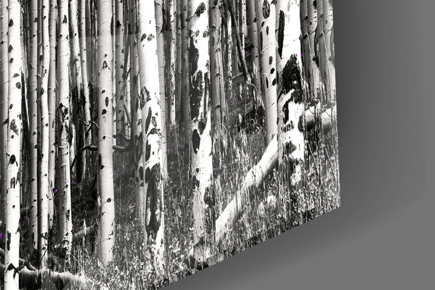 Snow-covered birch forest receding into distance, black and white photograph printed on glass panel, angled perspective view.
