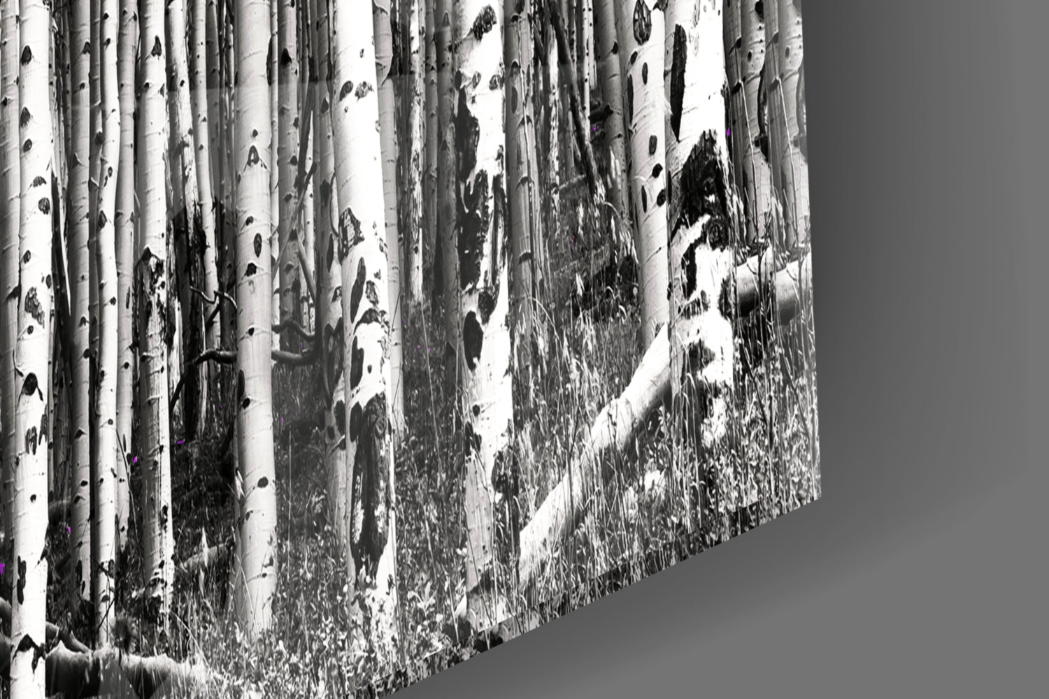 Snow-covered birch forest receding into distance, black and white photograph printed on glass panel, angled perspective view.