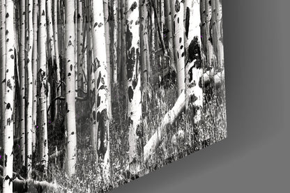 Snow-covered birch forest receding into distance, black and white photograph printed on glass panel, angled perspective view.