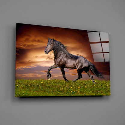 Black horse galloping through yellow wildflower field at sunset, displayed as glass wall art mounted on gray wall.