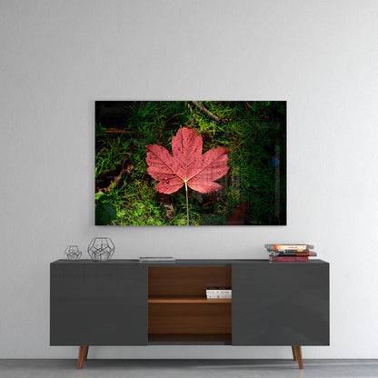 Pink maple leaf with water droplets on green moss background, displayed above mid-century modern cabinet.
