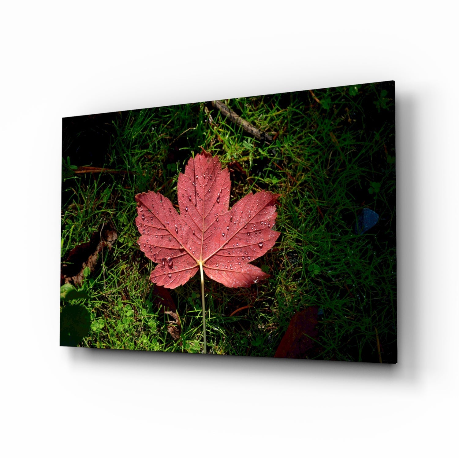 A red maple leaf covered in water droplets rests on green moss and grass, displayed as a glass wall art panel.