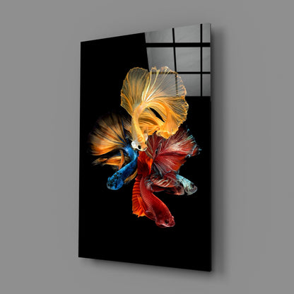Glass wall art panel displaying four colorful betta fish with flowing fins against black background, mounted on gray wall.