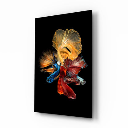 Four colorful betta fish with flowing fins arranged in a circular composition against black glass, displayed at an angle showing the 3D depth.