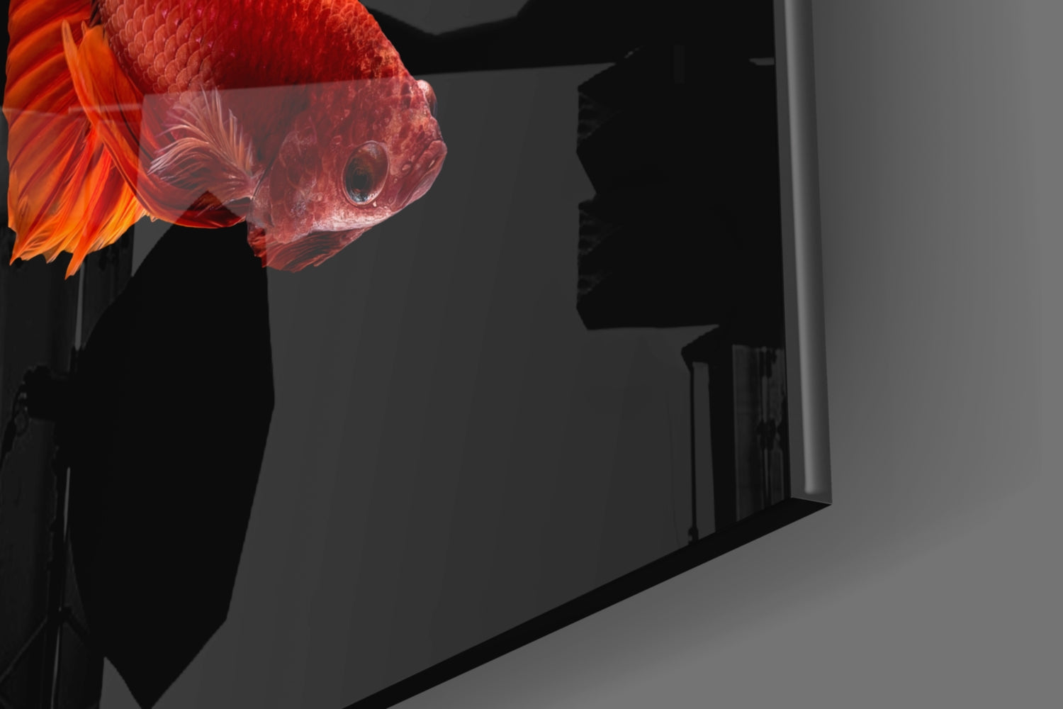 Red and orange betta fish glass wall art mounted on gray wall, viewed from front-right angle in interior space.