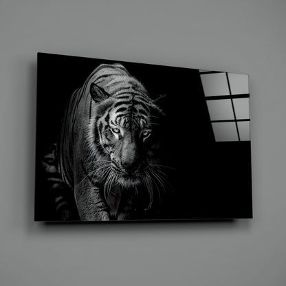 Tiger Emerging From Shadow Glass Wall Art