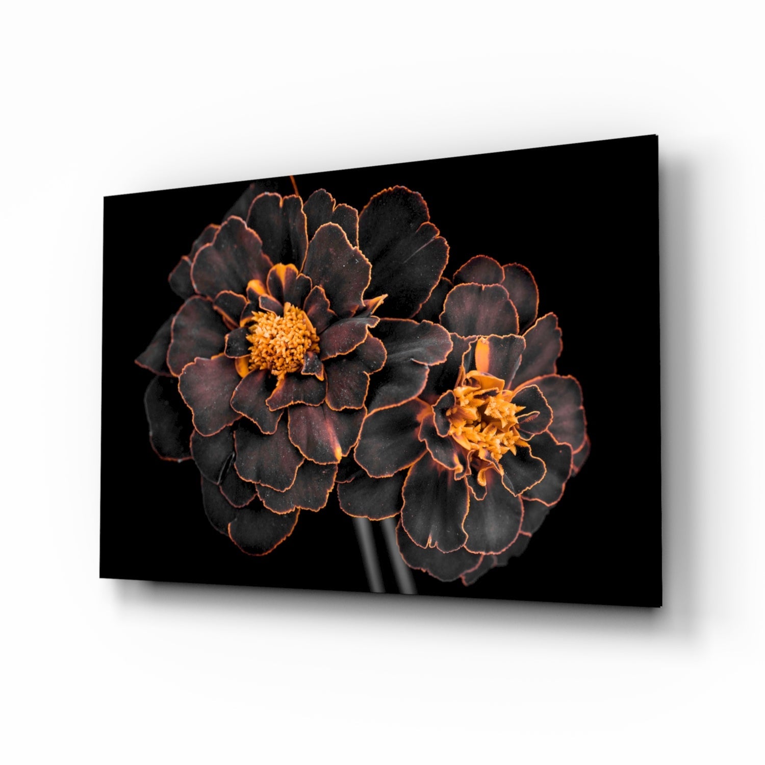 Two dark burgundy marigold flowers with golden centers and orange-edged petals displayed on black glass wall art panel.