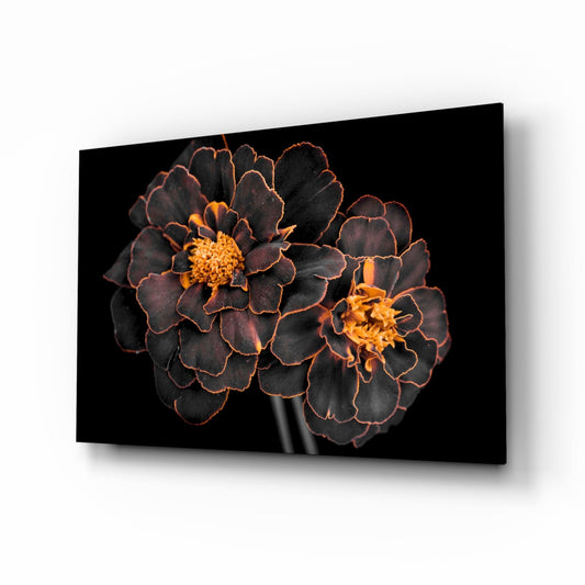 Two dark burgundy marigold flowers with golden centers and orange-edged petals displayed on black glass wall art panel.