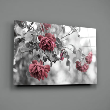 Pink and deep red roses with gray foliage on black and white desaturated background, displayed as glass wall art panel.