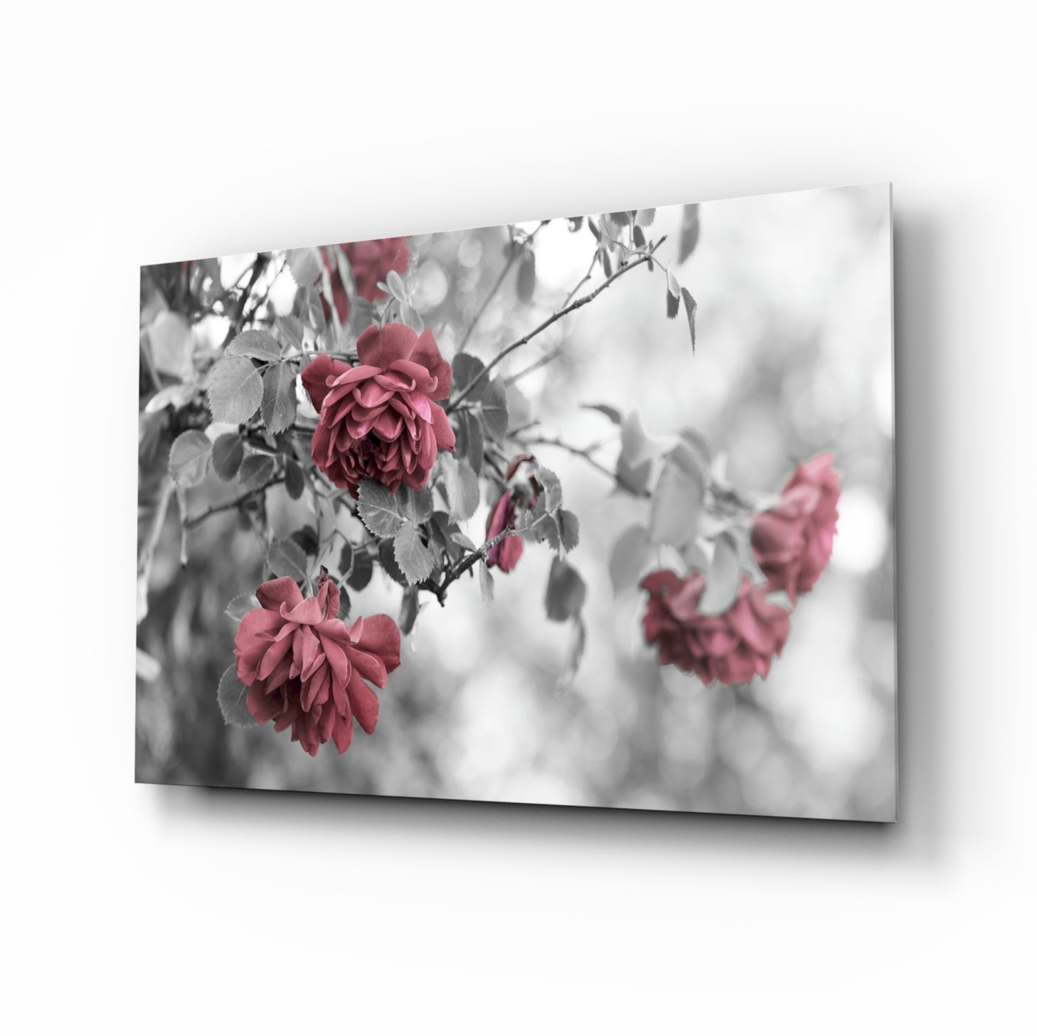 Deep pink roses on branches displayed on a glass wall art panel, shown at an angle with selective color effect against grayscale foliage.