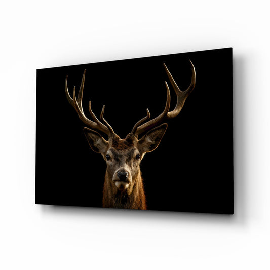 Red deer stag with large antlers facing forward against black glass, displayed at an angle showing shadow and depth.