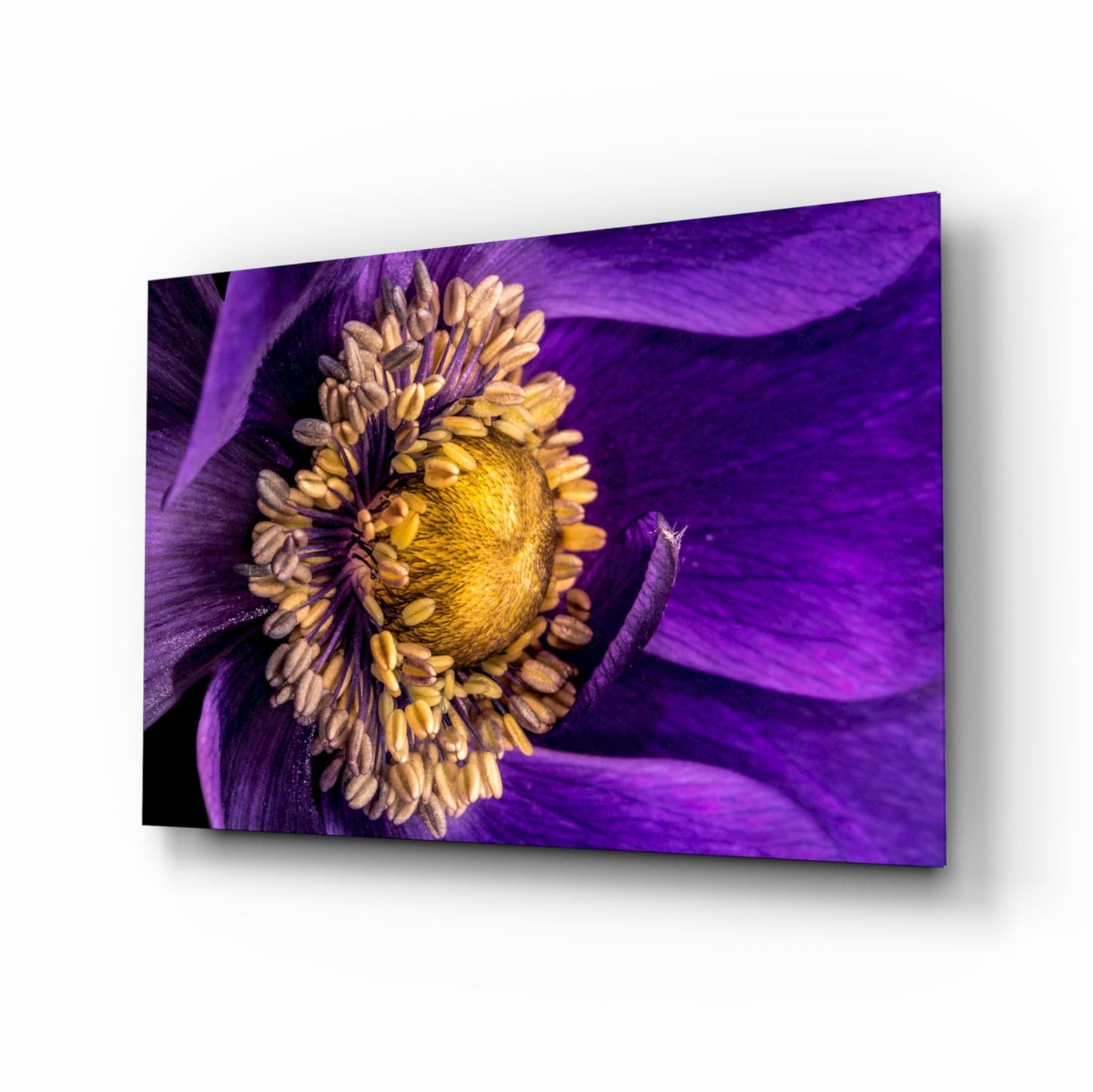Purple Anemone Macro Yellow Flower Glass Wall Art