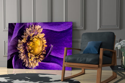 Purple Anemone Macro Yellow Flower Glass Wall Art