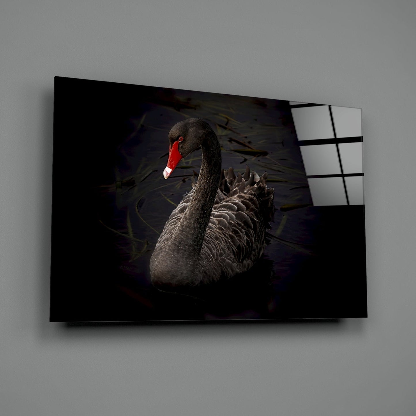 Black swan with red beak swimming in dark water displayed on angled glass wall art panel against gray wall.