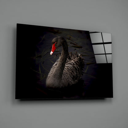 Black swan with red beak swimming in dark water displayed on angled glass wall art panel against gray wall.