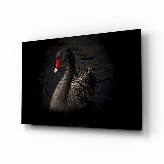Black swan with red and white beak swimming in dark water, displayed as glass wall art on white background.