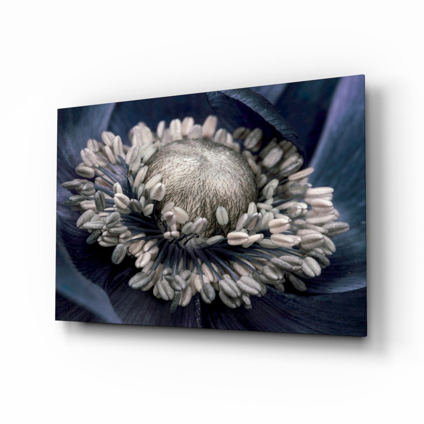 Close-up view of a gray flower with white stamens surrounded by dark blue petals on glass wall art displayed at an angle.