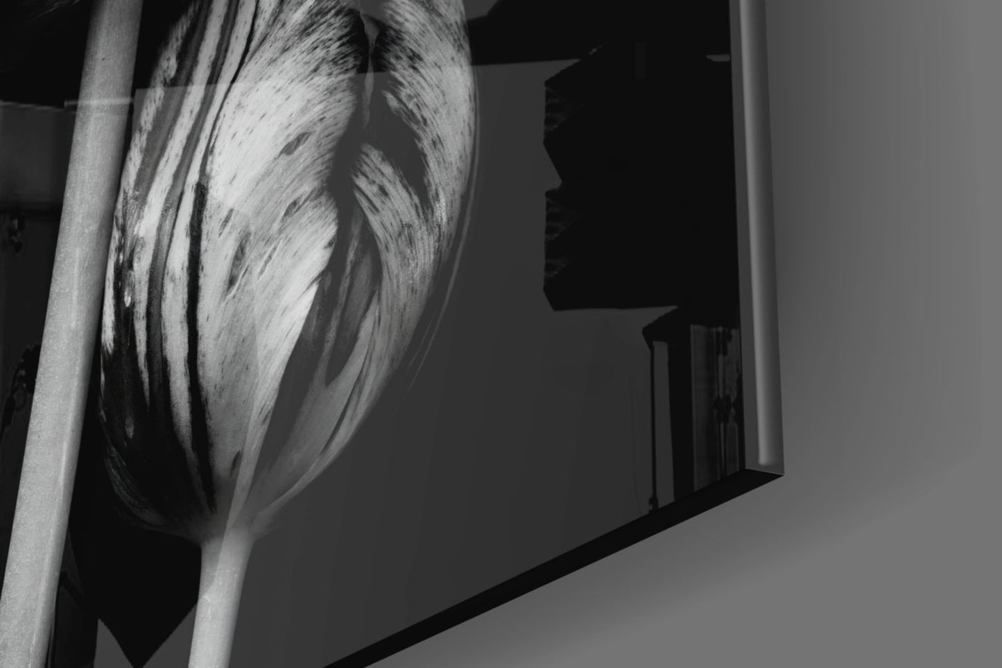 Three Parrot Tulips on Black Glass Wall Art