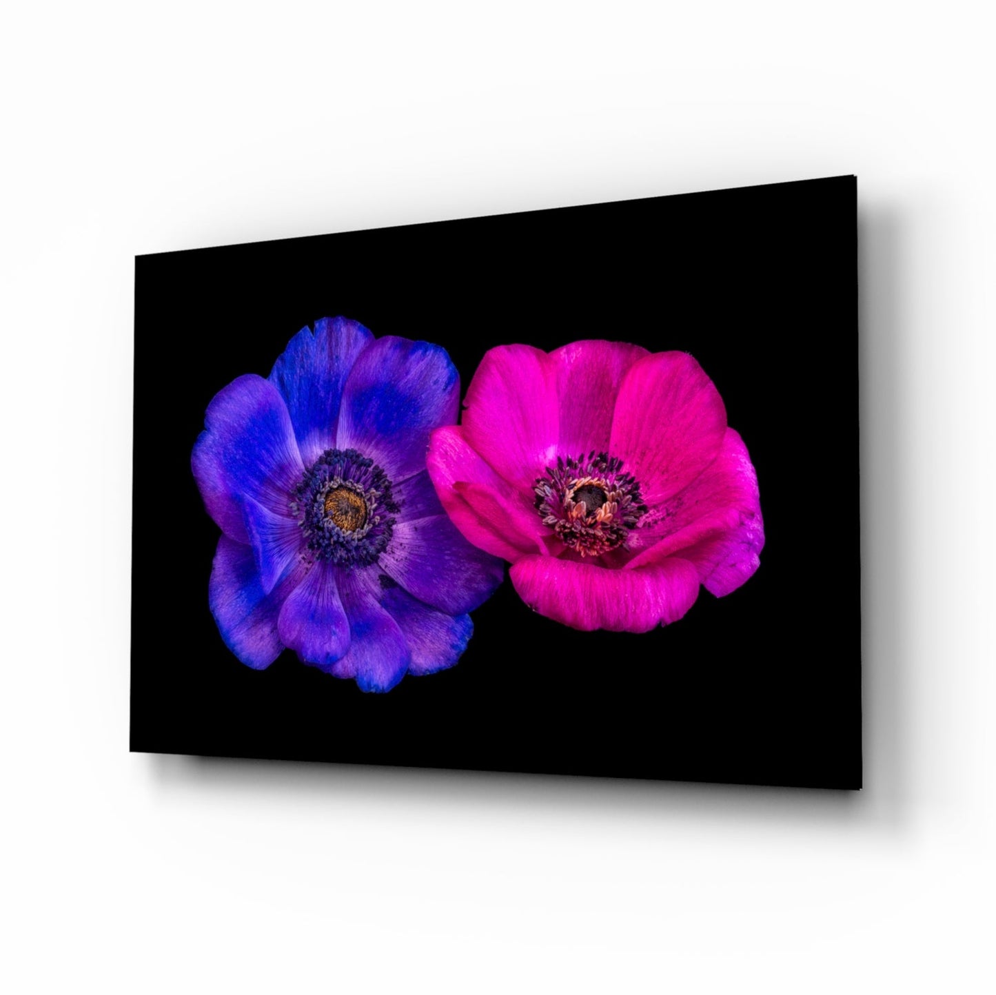 Two vibrant flowers—one purple-blue, one magenta-pink—displayed side-by-side on black glass wall art.